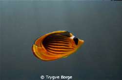 Racoon Butterflyfish by Trygve Borge 